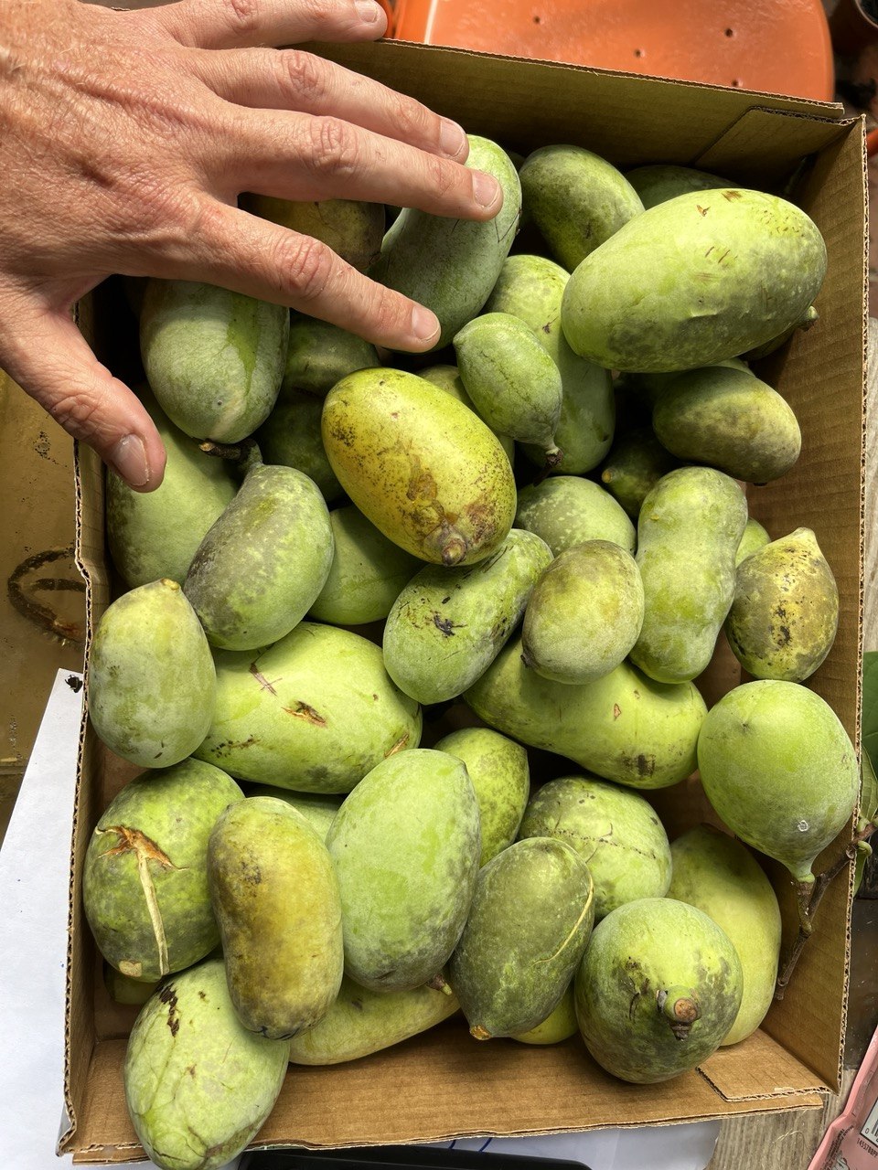 A full box of freshly harvested pawpaw fruit