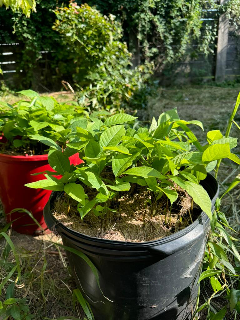 Close-up of pawpaw seedlings growing in full sun in a black nursery container — Andreas, Pennsylvania