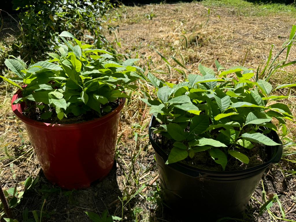 Two containers of pawpaw seedlings growing side by side in full sun — Andreas, Pennsylvania farm